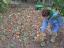 As crianças apanham as folhas secas caídas pelo recreio e praticam mulching para proteger as plantas e manterem o solo húmido.